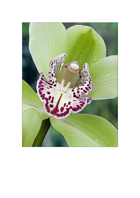 Flora