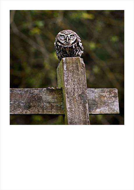 Wildlife